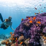experience thrilling underwater adventures with our range of scuba diving, snorkeling, and marine life expeditions.