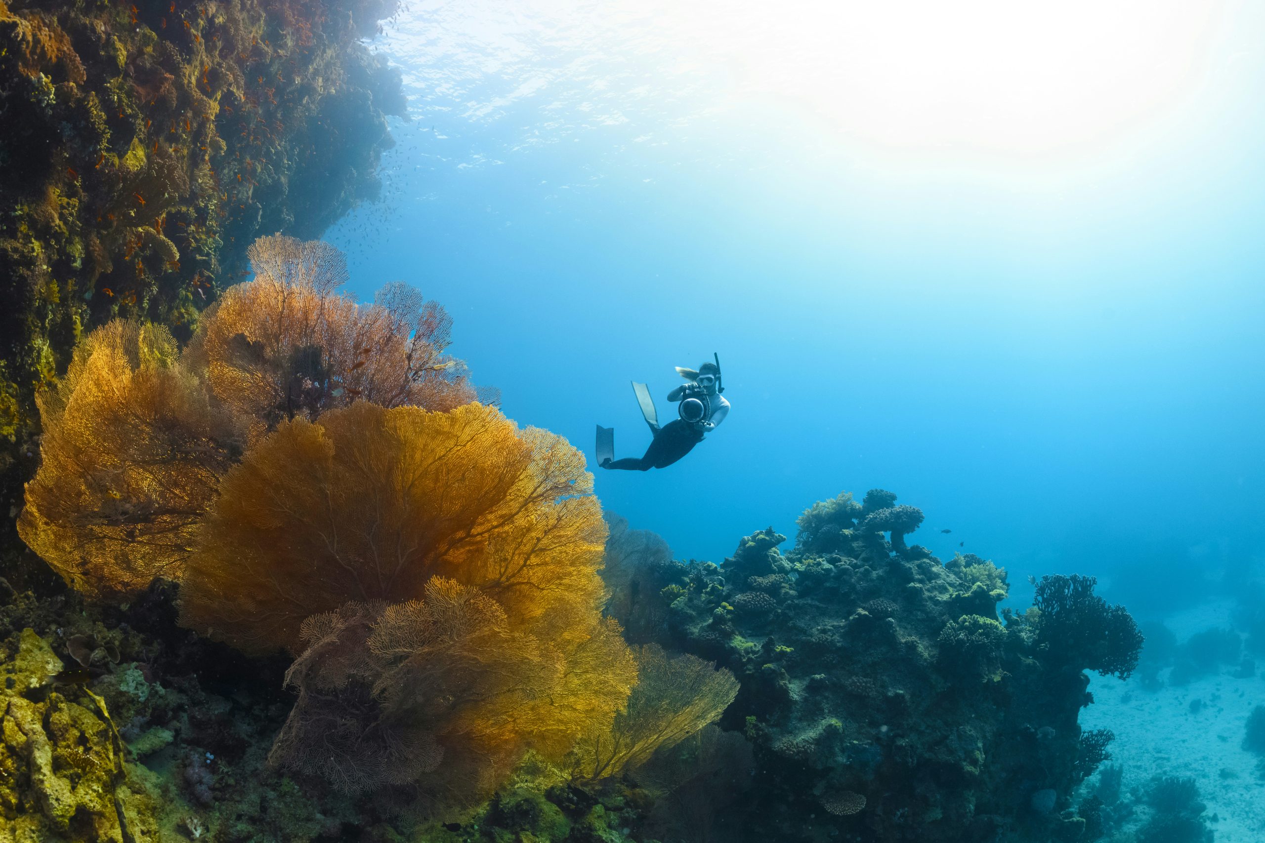 explore the wonders of the deep with our underwater adventures. dive into a world of stunning marine life and thrilling experiences beneath the waves.